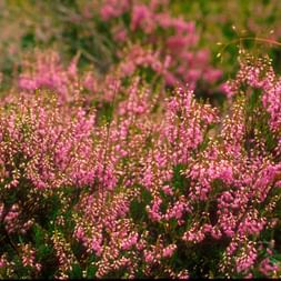 Beautiful pink moorland flower