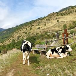 Cows on the hiking trail towards Merano