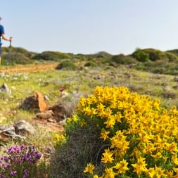 Wanderer mit Rucksack und Wanderstöcken auf Sandweg in der Algarve. Leuchtend gelbe Wildblumen dominieren den Vordergrund mit lila Blüten.