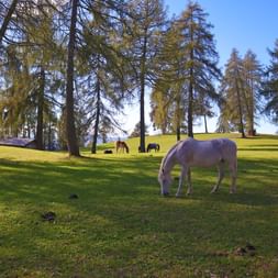 Horse grazing on the Sagenweg in Salten