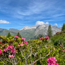 Gipfel Pizzo Tambo mit Alpenrosen