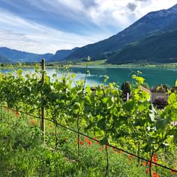 View over vineyards to Lake Kaltern, with the mountains in the background