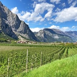 Wanderung durch Weingärten mit Bergblick