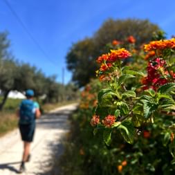 Flowers with hiker in the background