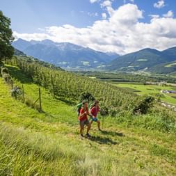 Wanderer unterwegs durch die Apfelgärten in Schluderns
