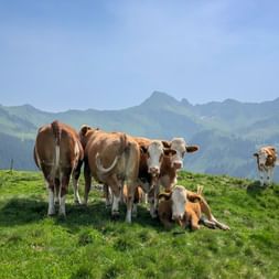 Brown and white cows on green alpine meadow with Kitzbühel Alps mountain peaks in background under blue sky.