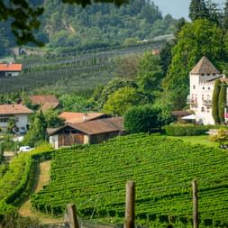 Castello Plars Turm umgeben von grünen Weinbergen in Südtirol. Traditionelle Häuser mit roten Dächern liegen zwischen terrassierten Hängen.