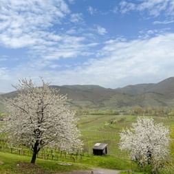 Weiß blühende Mandelbäume im Frühling mit Weinreben und kleiner Hütte. Hügelige Landschaft der Wachau unter blauem Himmel.