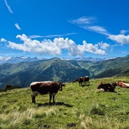 Cows in Bramberg