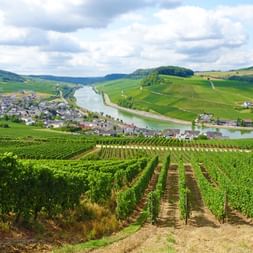 Moselle view with vines along the hiking trail