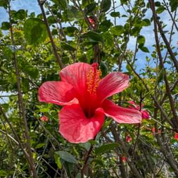 Rote Hibiskusblüte auf einem Strauch 