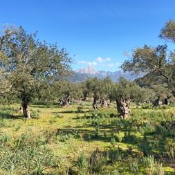 Olive grove in Mallorca
