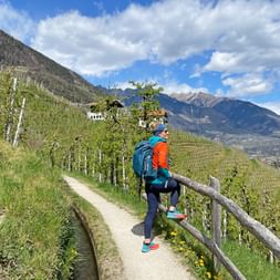 Hiker enjoys the view of the vineyards of the Etsch Valley