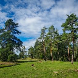 Gungoldinger Juniper Heath Gungoldinger Juniper Heath