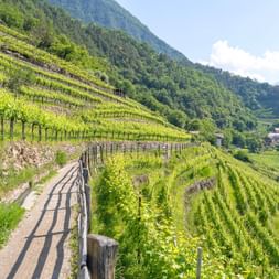 the beautiful vineyards along the hiking trail in Parcines