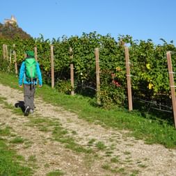 Wandern entlang der Weingärten