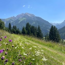 Blühende Almwiesen nahe Holzgau