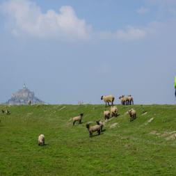 Schafherde in der Gemeinde "Le Mont-Saint-Michel"