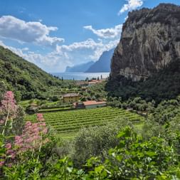 Vineyard valley near Nago-Torbole with dramatic cliff, pink flowers in foreground, and Lake Garda visible between mountains under blue sky.