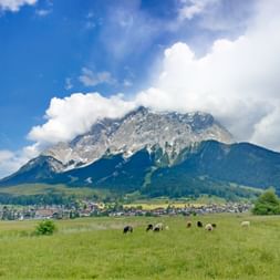 Pastorale Landschaft bei Ehrwald mit grasenden Schafen auf grüner Wiese, Dorfgebäuden im Mittelgrund und schneebedeckter Zugspitze.