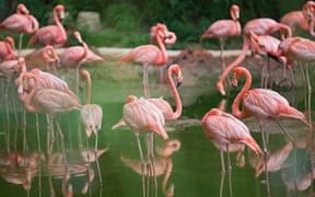 Flamingos