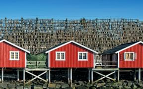 Rote Holzfischerhütten mit Stockfischgestellen im Hintergrund