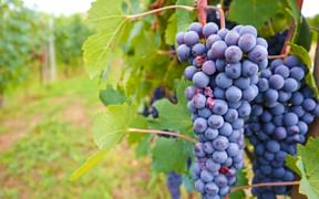 Vineyards of Alba