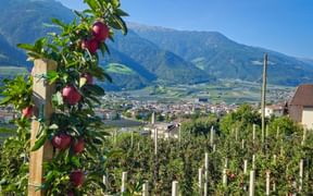 Panoramic view over apple orchards in Naturno