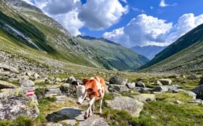 Cow in the mountains on stone slabs