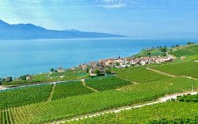 Weinanbau in Lavaux am Genfer See