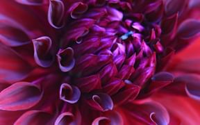 Burgundy-coloured dahlia
