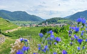 View over the vineyards and flowers to Spitz in the Wachau, with the Danube and wooded hills in the background