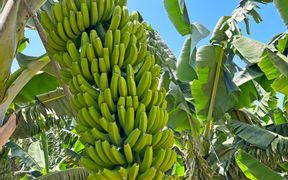 Tenerife bananas