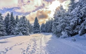Cross-country skiing in the winter sports resort of Oberhof Cross-country skiing in the winter sports resort of Oberhof