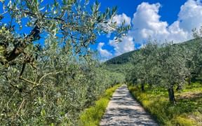 Olivenhaine nahe Spoleto auf dem Franziskusweg