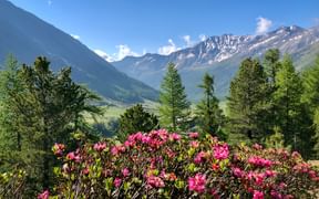 Panoramic view of the Schnalstal valley with flowers