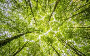 View into the treetops