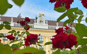 Die Uhr von Schloss Schönbrunn, umgeben von roten Rosen