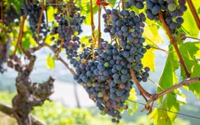 Vines in Valais