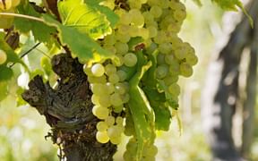 Burgundy white wine grapes
