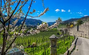 Apricot blossom in Weißenkirchen, with a view over the vineyards