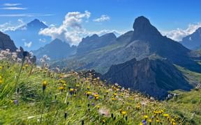 Panoramic view over flowering alpine meadows at the Giau Forcella Rossa pass