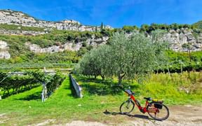 Bicycle in front of olive tree