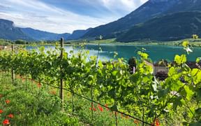 View over vineyards to Lake Kaltern, with the mountains in the background