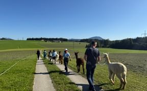 Group of people walking with white and brown alpacas on a paved path through green countryside with mountains in the background under blue sky.