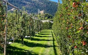 Apfelanbau mit Blick auf die Burg von Naturns