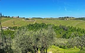 View over the vineyards and olive trees of Gabbiano