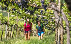 Hike through the vineyards