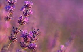 Close-up of a lavender flower