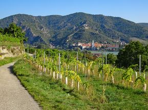 Hiking trail with view onto vineyards and the ruins of castle Dürnstein